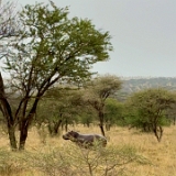 Serengeti B - 13