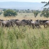 Serengeti B - 21