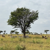 Serengeti B - 22