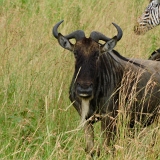 Serengeti B