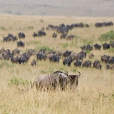 Serengeti B - 37