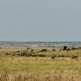 Serengeti B - 38
