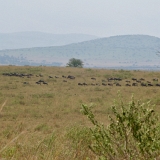 Serengeti B - 39
