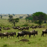 Serengeti B - 51