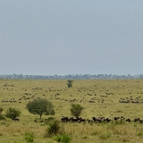 Serengeti B - 56