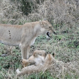 Serengeti B - 6