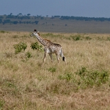 Serengeti B - 87
