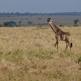 Serengeti B - 88