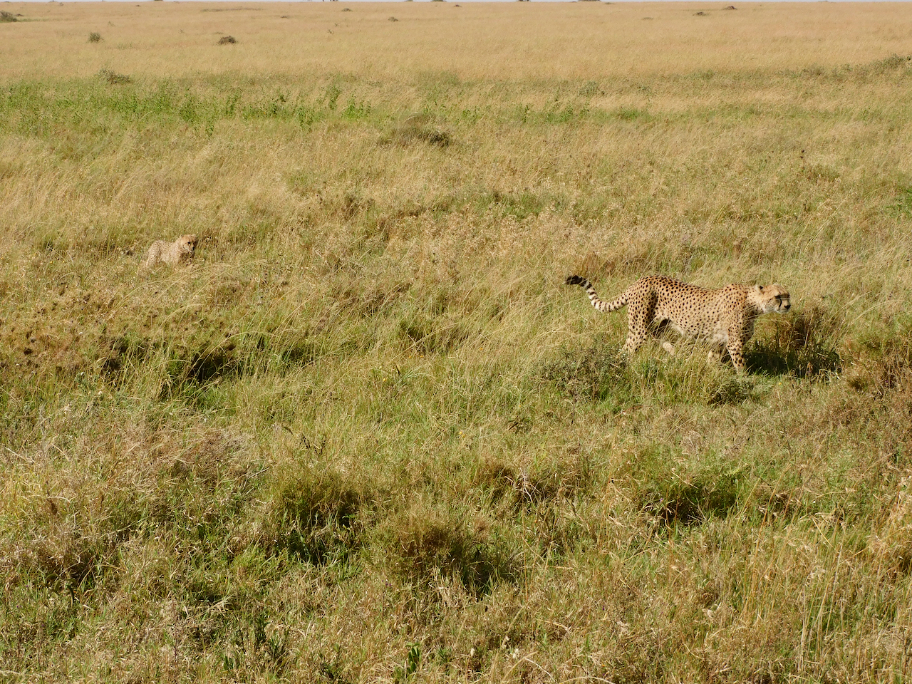 Serengeti C - 37