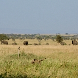 Serengeti C - 23