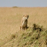 Serengeti C - 35