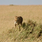 Serengeti C - 36