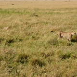 Serengeti C - 37