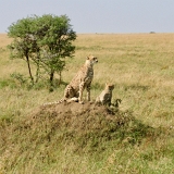 Serengeti C - 38