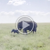 Serengeti C - 65 - copy