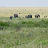 Serengeti C - 67