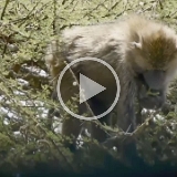 Serengeti C - 72 - copy