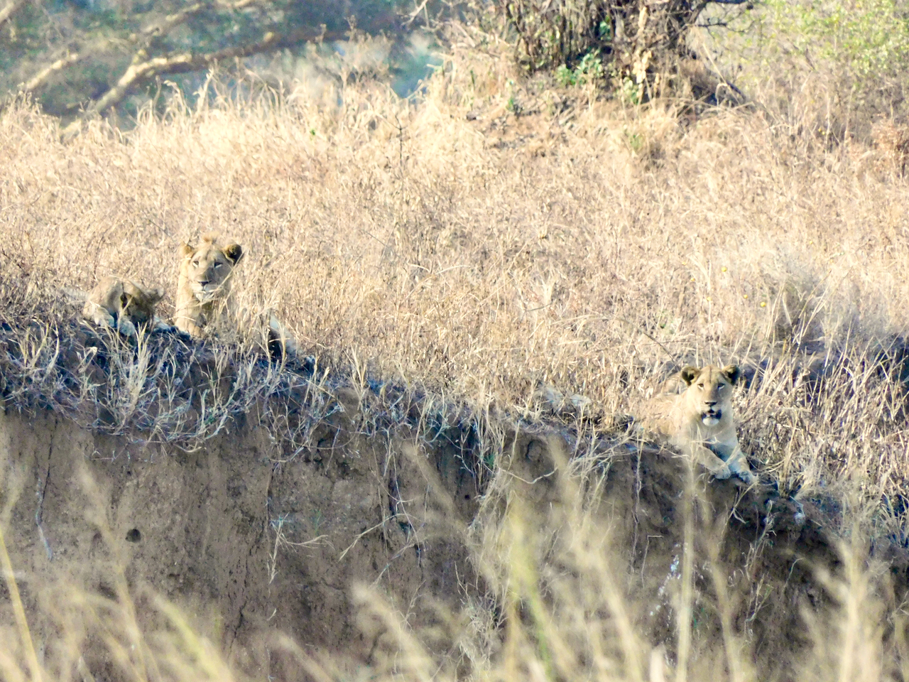 Tarangire A - 68