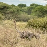Tarangire A - 16