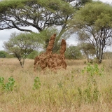 Tarangire A - 35