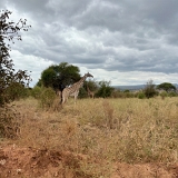 Tarangire A - 47
