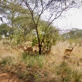 Tarangire A - 58