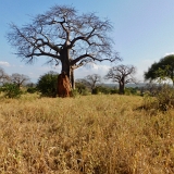 Tarangire A - 61
