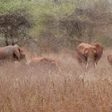 Tarangire C - 39