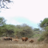 Tarangire C - 41