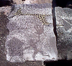 Lakeshore Drawing: Giraffe