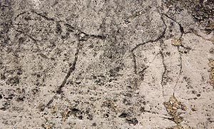 Lakeshore Carving: Horse and bird