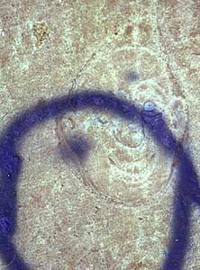 Lakeshore Carving: Face