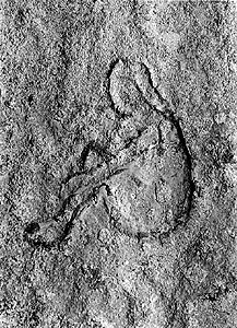 Lakeshore Carving: Bathing Beauty