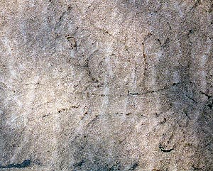 Lakeshore Carving: Squirrel