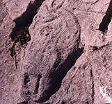 Lakeshore Carving: Horse head 9/93K JPG