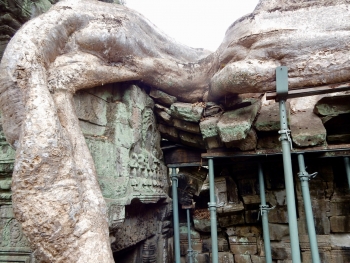 Ta Prohm, 12th-13th century, Siem Reap. The dramatic trees are so iconic they've been left in place even though they are a conservationist's nightmare Ta Prohm, 12th-13th century, Siem Reap. The dramatic trees are so iconic they've been left in place even though they are a conservationist's nightmare
