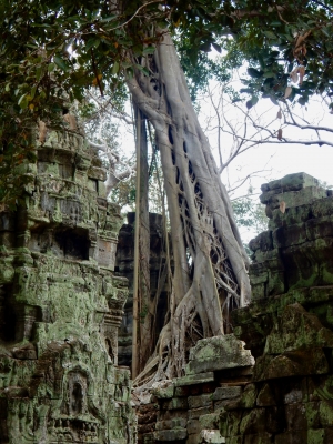 Ta Prohm, 12th-13th century, Siem Reap Ta Prohm, 12th-13th century, Siem Reap
