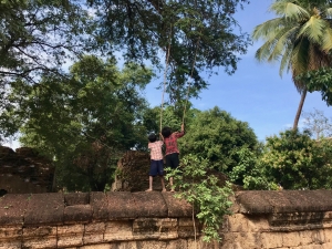 Harvesting beans at Bakong, SIem Reap