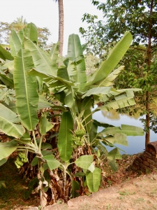 Bananas at Bakong, SIem Reap