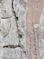 Sid, Dan, Goat. Chicago lakefront stone carvings, Calumet Park. 2024 Sid, Dan, Goat. Chicago lakefront stone carvings, Calumet Park. 2024