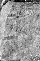 Kelp. Chicago lakefront stone carvings, Calumet Park. 2020