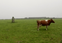 Standing stone with cow, Cornwall