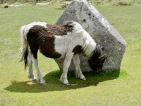 The Hurlers stone circles, near Minions, Cornwall, on Bodmin Moor