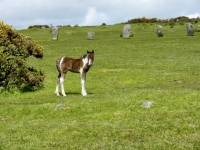 The Hurlers stone circles, near Minions, Cornwall, on Bodmin Moor