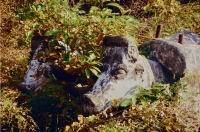 The ox team. E.T. Wickham Site, 1995.