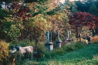 E.T. Wickham site, 1995.