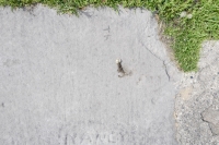 th, Nancy. Chicago lakefront stone carvings, Foster Avenue Beach. 2021