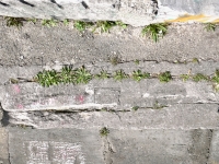 Profile of a woman, with weather damage, level 2. Chicago lakefront stone carvings, between Foster Avenue and Montrose. 2023