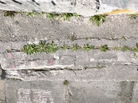 Profile of a woman, with weather damage, level 2. Chicago lakefront stone carvings, between Foster Avenue and Montrose. 2023 Profile of a woman, with weather damage, level 2. Chicago lakefront stone carvings, between Foster Avenue and Montrose. 2023