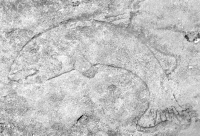 Leaping fish. Chicago lakefront stone carvings, between Foster Avenue and Montrose. 2017 Leaping fish. Chicago lakefront stone carvings, between Foster Avenue and Montrose. 2017